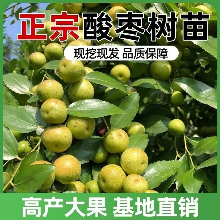 优质双仁酸枣树苗南北方栽种荒山坡地种植