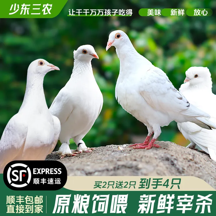 【新鲜土鸽】新鲜现杀鲜活土鸽子美味新鲜精选鸽子现杀新鲜顺丰包邮