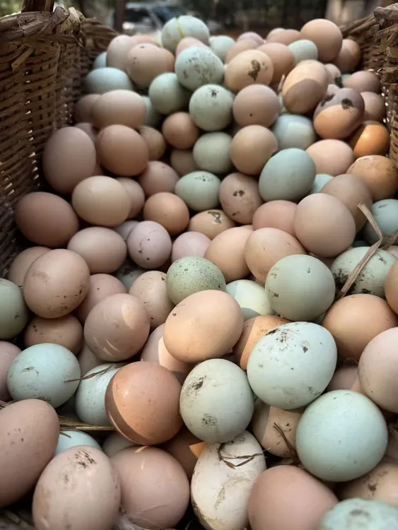 正宗农家散养土鸡蛋新鲜绿壳蛋混合装健康美味适合孕妇老人小孩