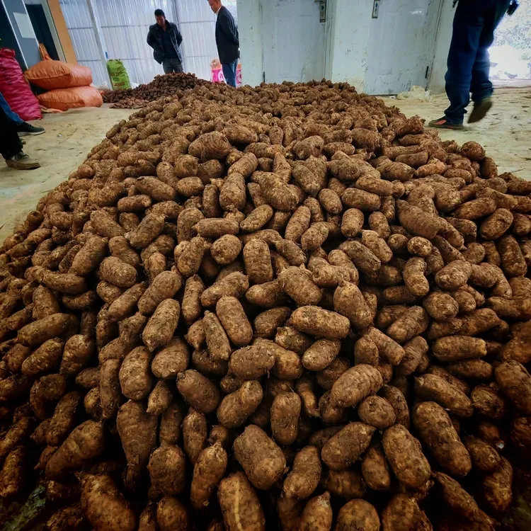 【跑山助农●鲜天麻】鲜天麻 云南昭通天麻 小草坝现挖鲜天麻