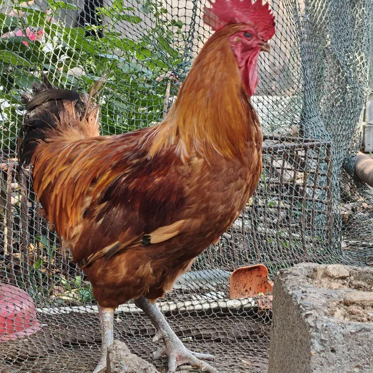 山东农村散养一年溜达鸡大公鸡