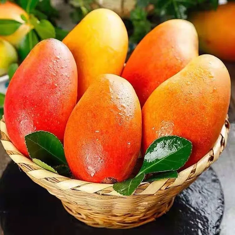 【催熟食用】海南贵妃芒果新鲜水果树上熟红金龙4.5-10斤头茬新果