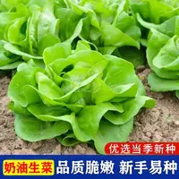 【满五包包邮】奶油生菜紫包菜种籽速生菜种子阳台庭院均可播种四季