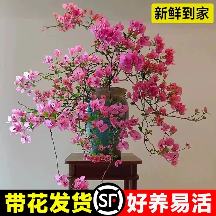 三角梅花树苗盆栽重瓣带花老桩大漳红樱室内阳台花卉爬藤四季开花