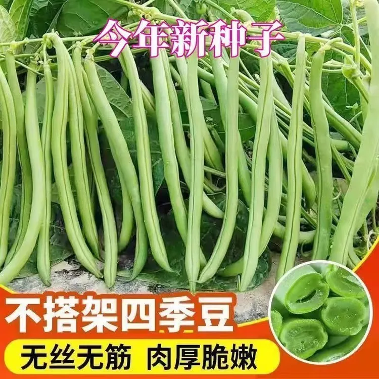 【无架四季豆种子】四季豆种籽高产不搭架春夏秋蔬菜豆角种子商品图