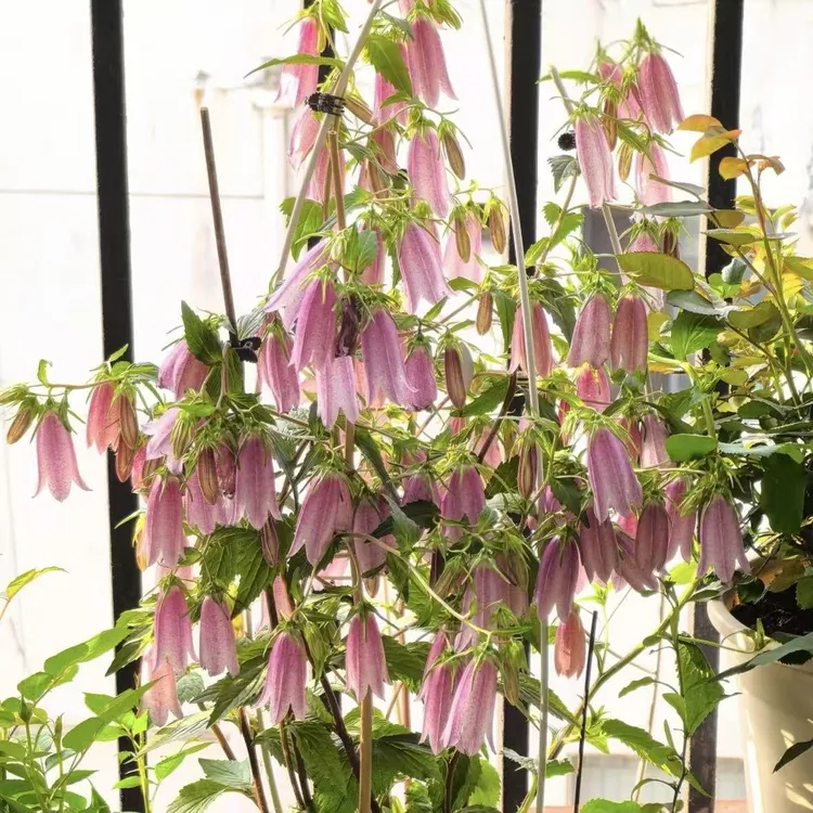 紫斑风铃盆栽多年生易爆花发货快新手易养护喜阳植物