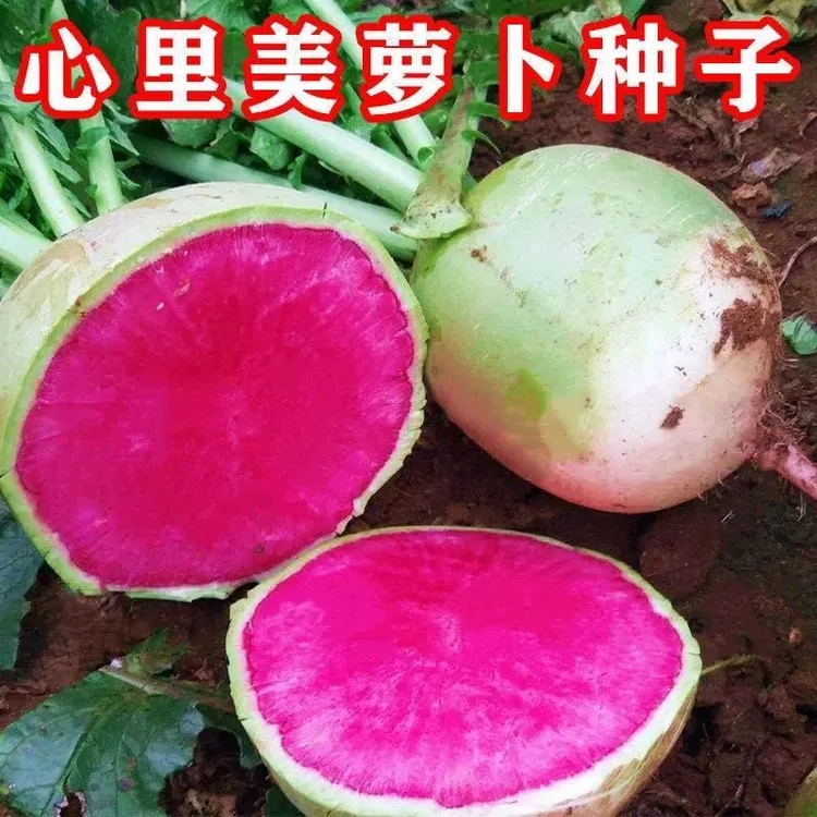心里美萝卜种子满堂红水果萝卜种籽菜种子满膛红菜种四季蔬菜种孑