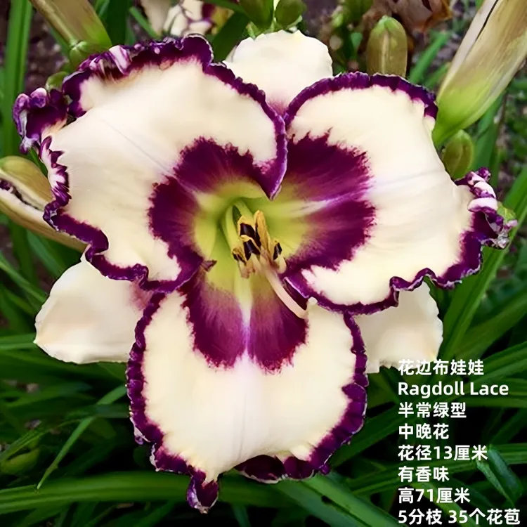 进口花卉绿植盆栽大花萱草花边布娃娃庭院花园多年生宿根植物