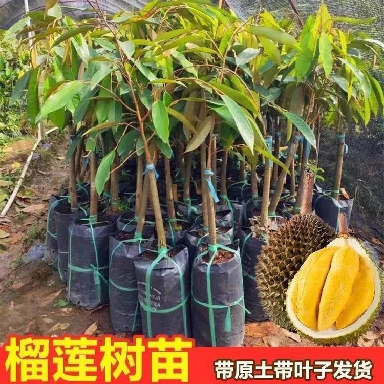 正品榴莲嫁接猫山王金枕黑刺带土带叶发货南方种植盆栽地栽庭院种