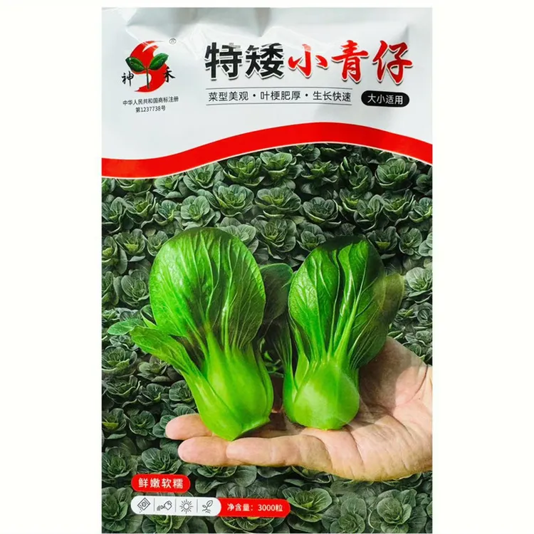 特矮小青仔青菜种子短梗矮脚青菜种子口感甜糯矮棵小青菜种子