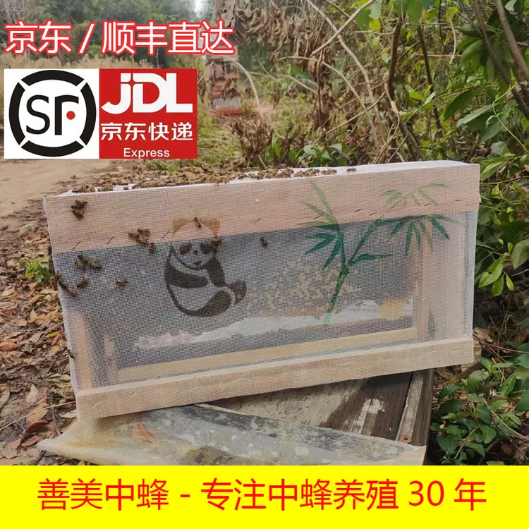 中蜂木框笼蜂 带1根脾活框48.8*23标准脾不带箱【直播间专拍】