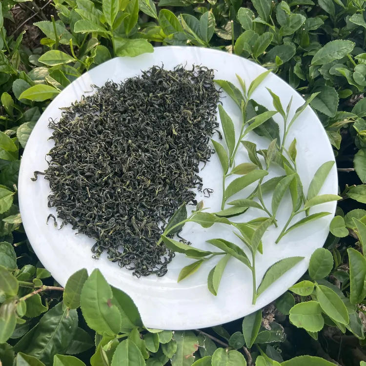 【新茶日照绿茶麦黄茶】板栗香味浓耐泡手工茶香浓郁黄绿汤