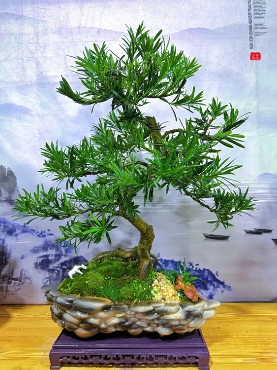 鹅卵石迎客罗汉松造型树桌面室内高档绿植盆景办公室中式盆栽