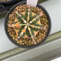 146-0223侧芽脱土发多肉