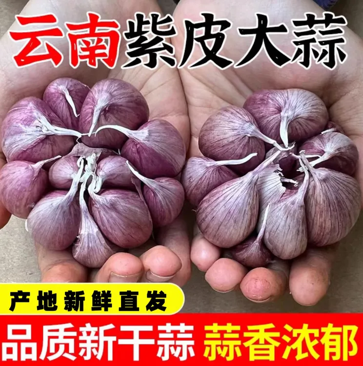 【2025年老品种新蒜】云南大理紫皮多瓣蒜干蒜当季新干蒜