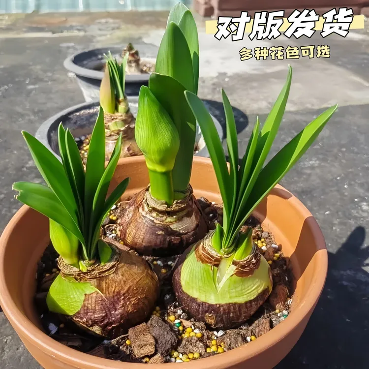 荷兰进口重瓣朱顶红种球大花浓香型好养活室内外盆栽四季开花绿植商品图