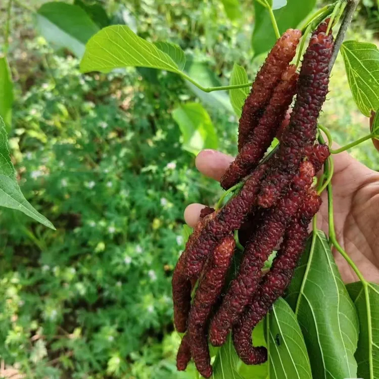 果桑苗桑葚树苗台湾四季长果嫁接无籽大十桑葚苗盆栽庭院果树果苗
