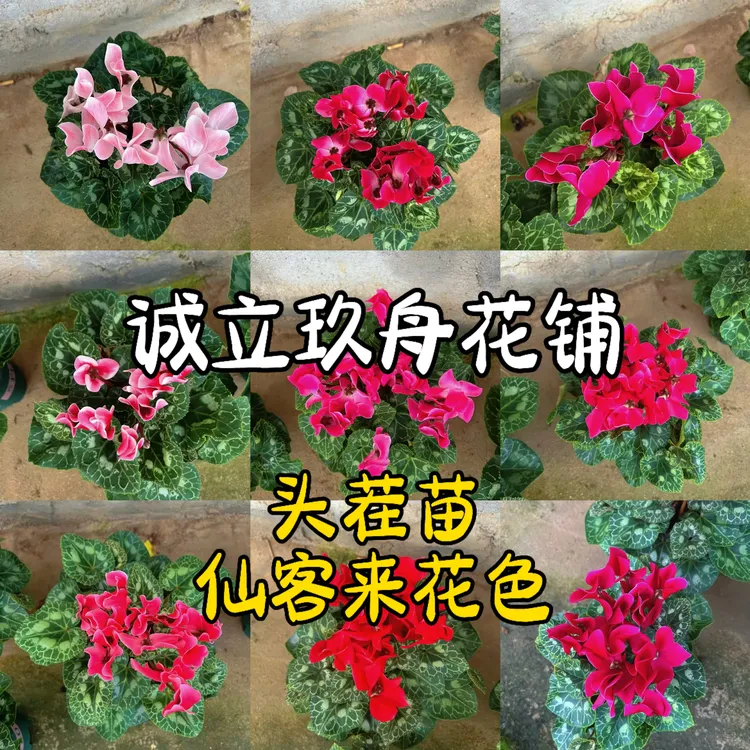 【仙客来】绿植直播间一物一拍链接，四季开花盆栽带花基地直发