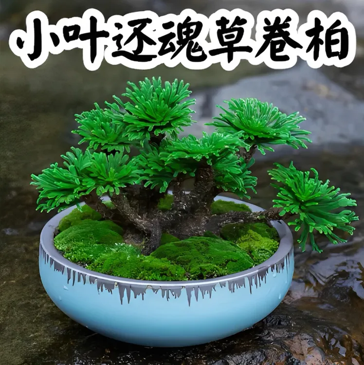 观赏九死还魂草绿植见水还阳复活不死草微型盆景盆栽假山观景卷柏商品图