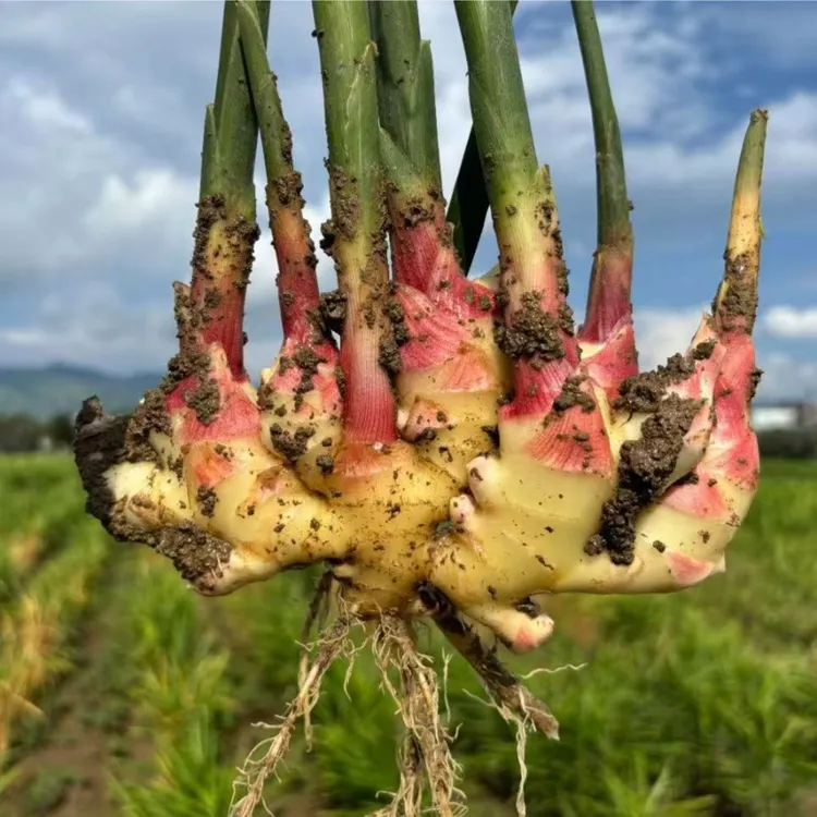 【嫩姜】云南产地直发新鲜红芽嫩姜小黄姜可做泡姜