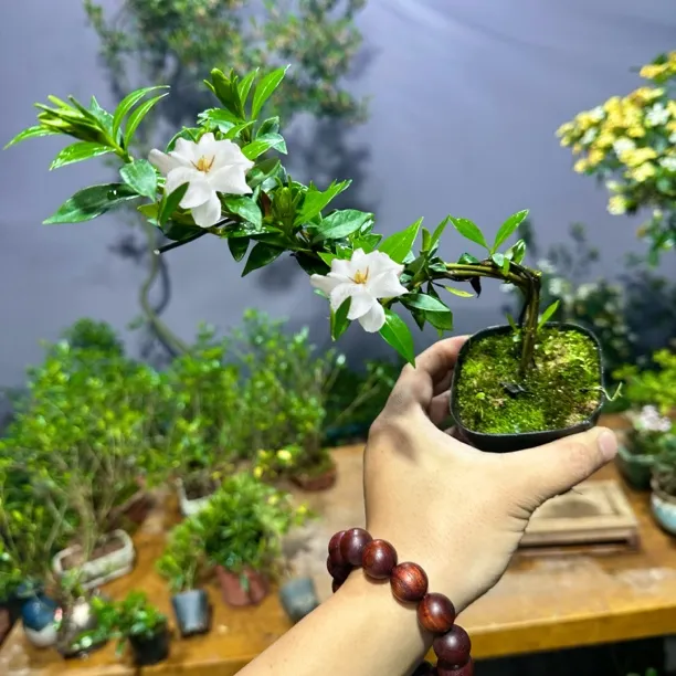 {熟桩}精选海岛栀子花开花满屋香熟桩高级品种阳台室内室内绿植