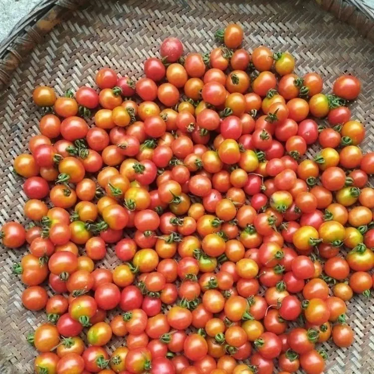 顺丰快运湘西山区种植现摘新鲜酸甜小西红柿小番茄儿时味道酸口味