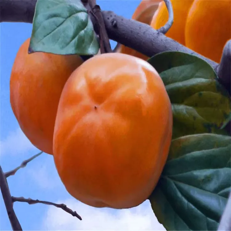 【2年苗2颗】磨盘火晶柿子水果树苗脆甜柿子苗树嫁接苗南北方种植