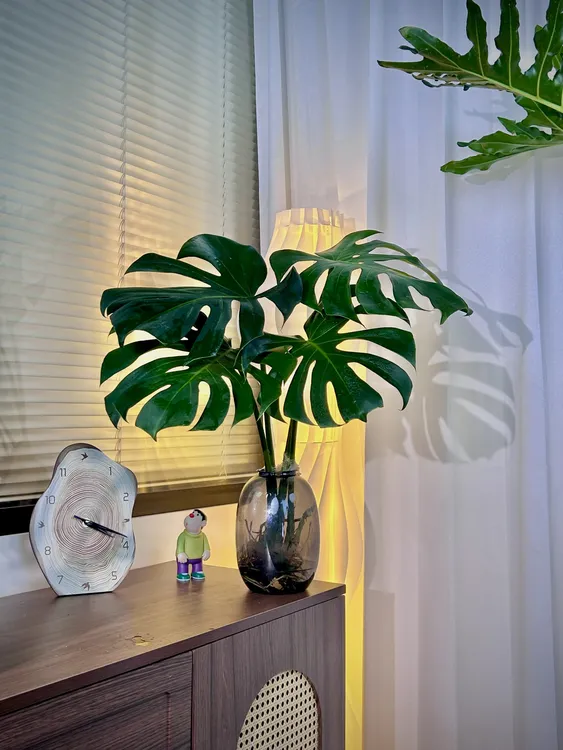 海南基地直发巨无霸大叶已开背大号室内水培观叶绿植种植生长好看