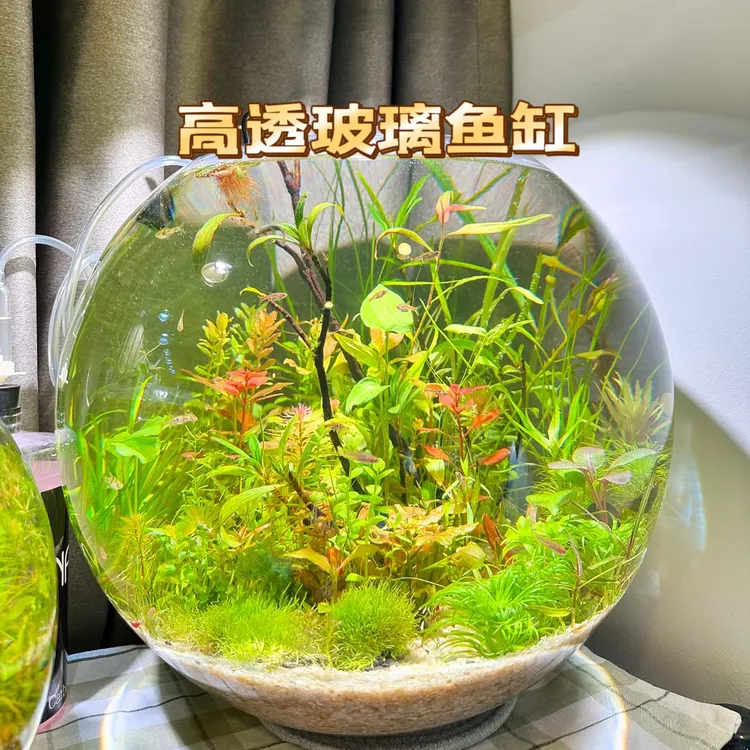 水培植物玻璃生态鱼缸绿萝花盆办公桌面加厚鱼缸透明器皿花瓶