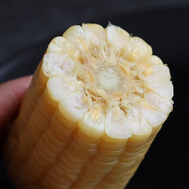 望月家 优选东北黑土336品种甜糯白玉米260克*8根一整箱