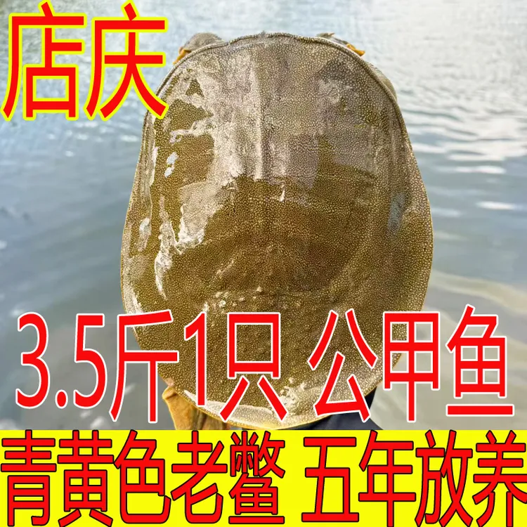 青黄色 公甲鱼 3.5斤1只黄油鲜活甲鱼外塘散养生态鳖水鱼团鱼王八