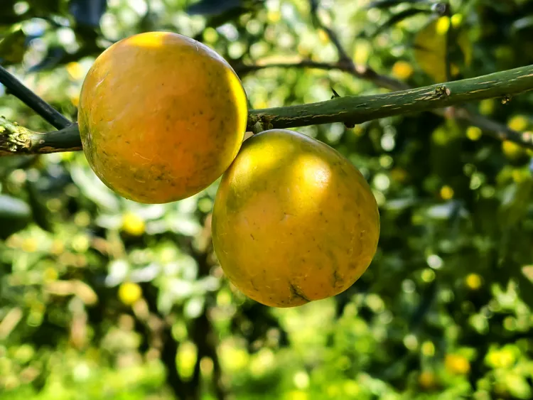 融安脆蜜金桔巧克力包装高端礼盒爆甜爆汁无酸金蛋金柑