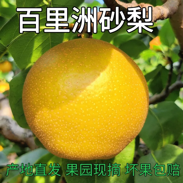 【百里洲砂梨】新鲜现摘黄花梨当季水果汁水饱满脆甜多汁皮薄（福利）