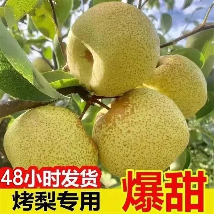 【烤梨专用梨】批发砀山酥梨梨膏梨汁专用新鲜梨爆甜多汁脆香