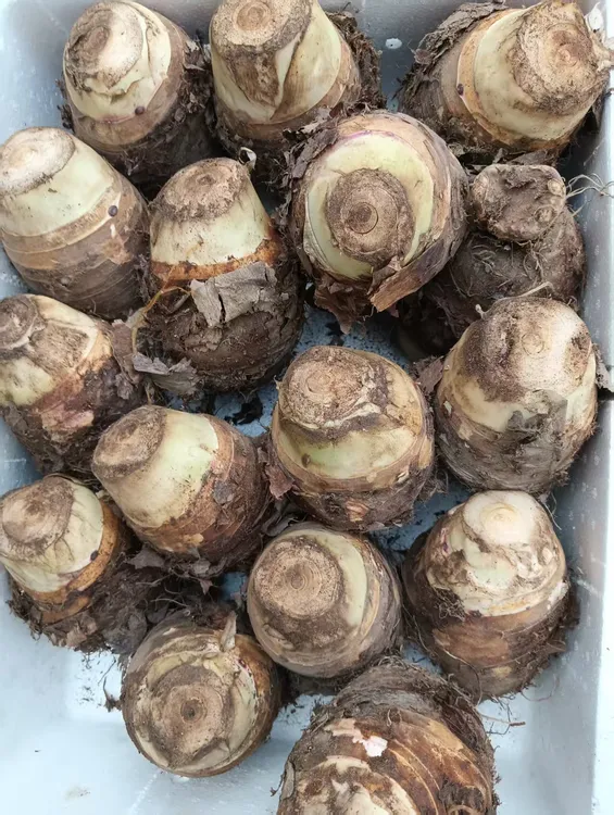 广西荔浦芋头正宗粉糯香甜大芋头新鲜现挖芋头荔浦包邮