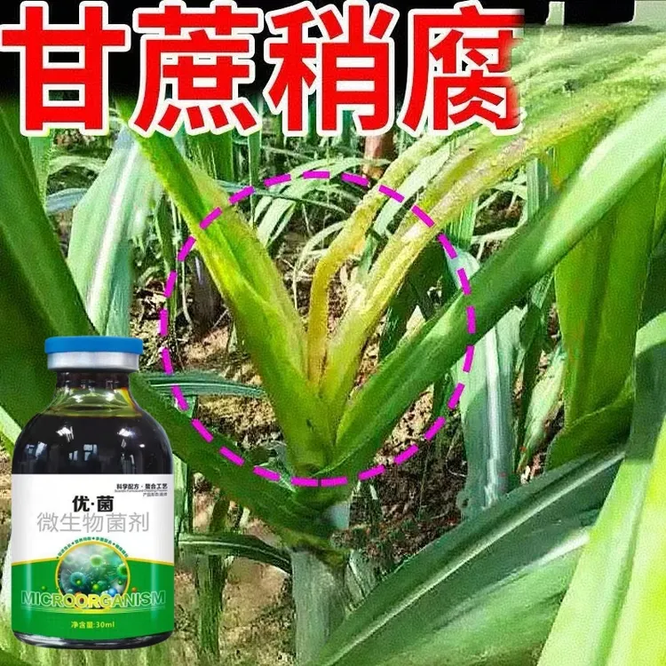甘蔗微生物菌剂稍腐专用剂甘蔗锈叶斑黑穗赤腐黄叶黄化预防控制