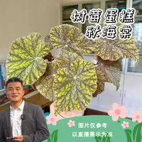 树莓蛋糕秋海棠好养热带植物绿植花卉植物室内植物