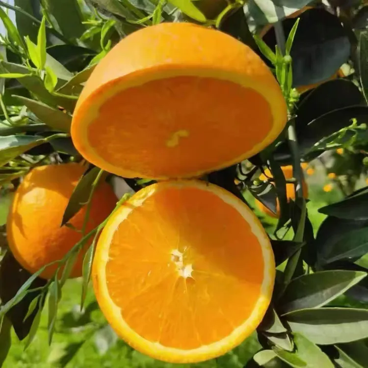 常德临澧农户纽荷尔橙子 新鲜采摘果园直发当季水果