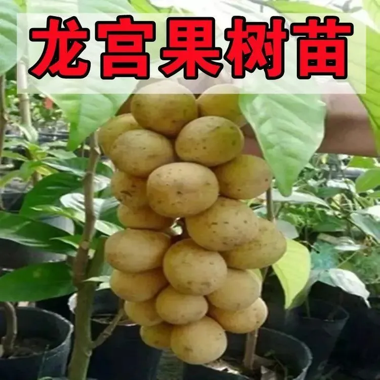 正宗进口嫁接龙宫果苗泰国龙贡果树苗盆栽地栽果树苗种植当年结果