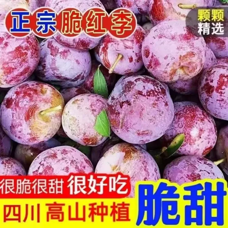 李子四川达州宣汉庙安脱骨脆红李新鲜采摘农子李子孕妇水果红李子