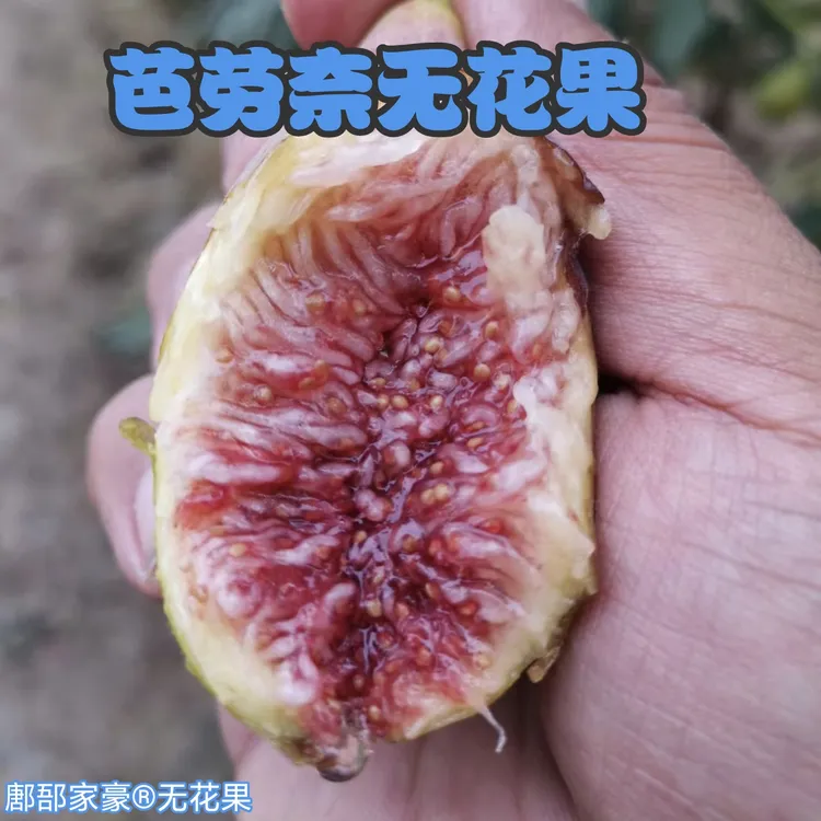 北方露天芭劳奈无花果24-36个一箱无花果鲜果山东顺丰/京东包邮