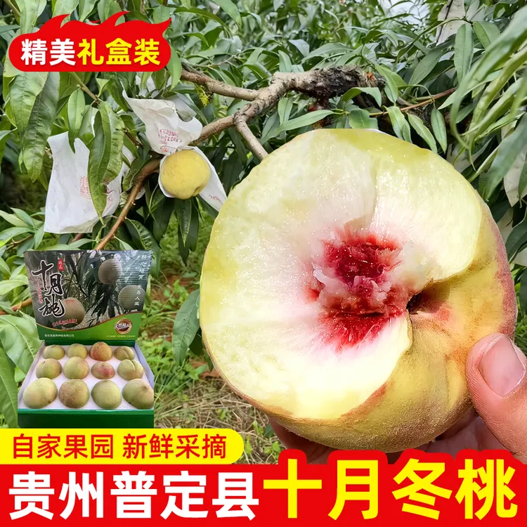 新鲜采摘贵州普定十月桃脆蜜桃青桃脆甜可口应季水果冬桃礼盒装