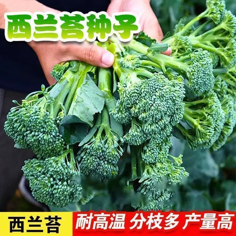 【满5包/包邮】西兰苔种子四季可播耐热耐寒适合盆栽种植的蔬菜种子
