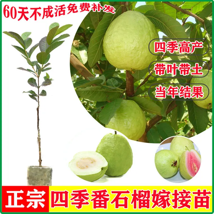 【广西发货】台湾珍珠番石榴果树苗红宝石芭乐红心芭乐嫁接果树苗