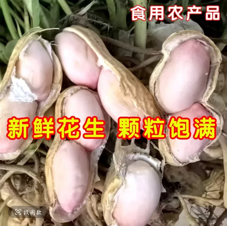 新鲜现挖带壳粉皮湿花生可生吃可水煮农家自种