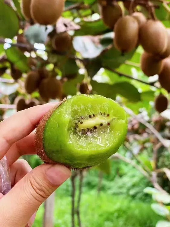 周至翠香猕猴桃，鲜甜自有道，皮薄肉厚鲜甜多汁老少皆宜