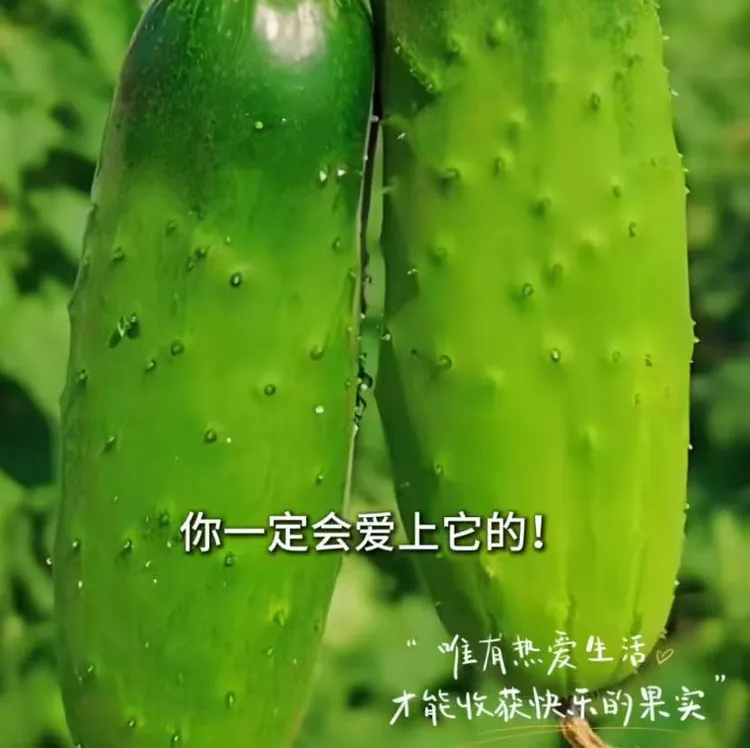 【甜宝水果黄瓜种子】四季种植盆栽地栽阳台小院种植