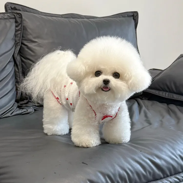 狗狗衣服夏季薄款棉质爱心包肚衣宠物比熊泰迪猫咪手术护肚空调服