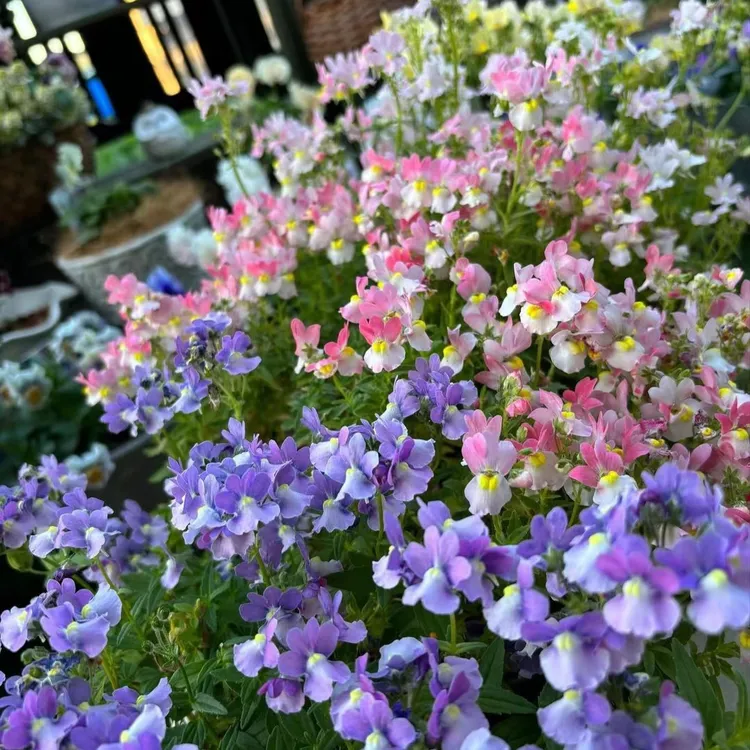 龙面花盆栽花苗花期长庭院阳台室内花卉好养多年生植物