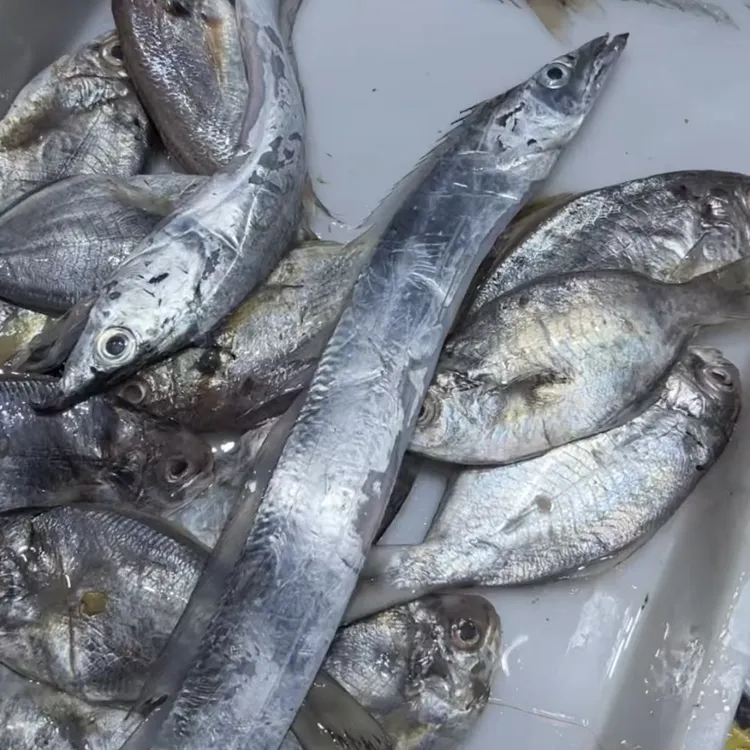 杂鱼（包含肉鲳白梅等鱼）